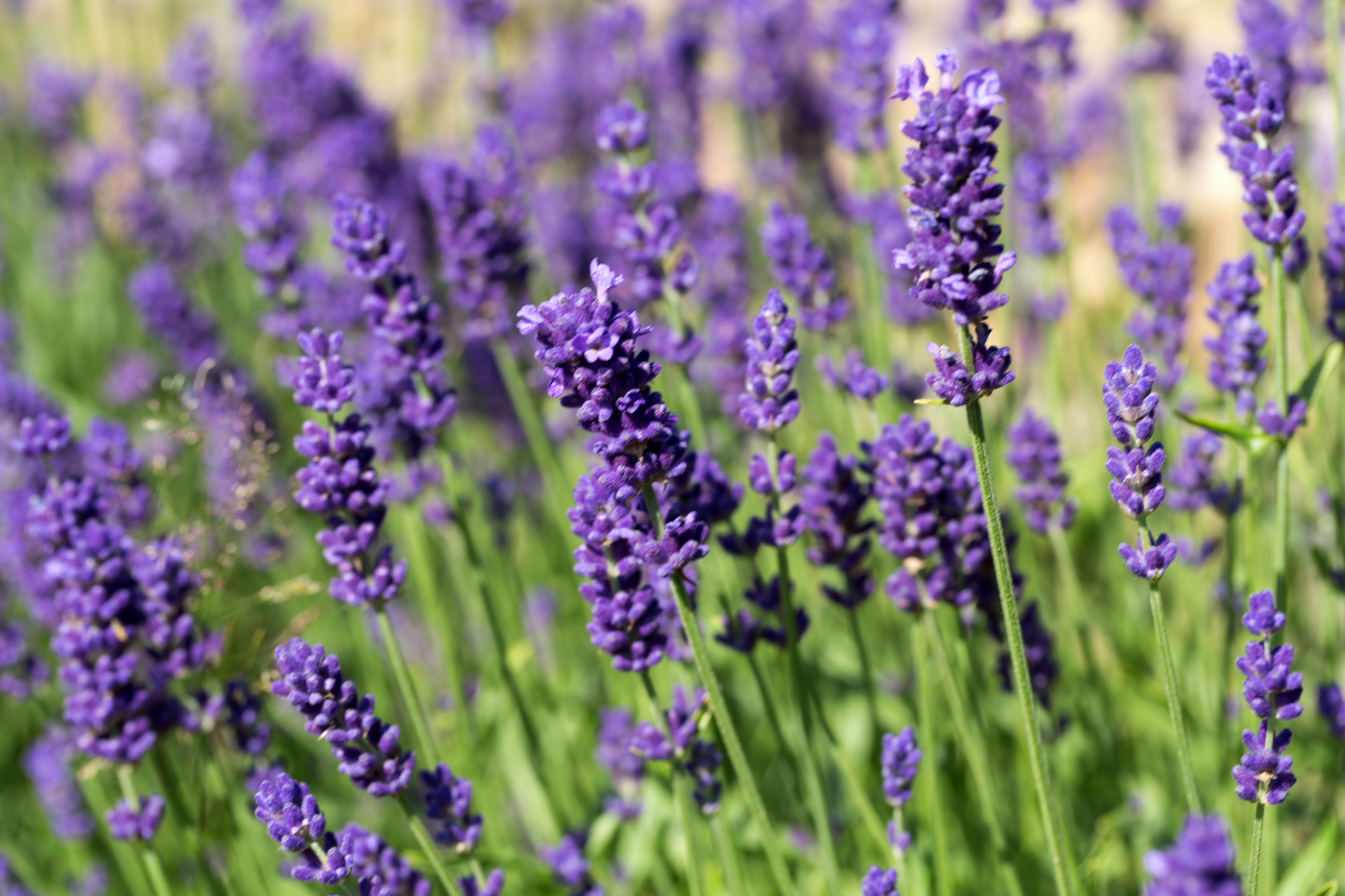 A field of blooming lavender
